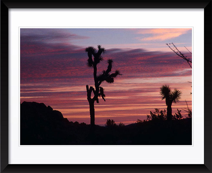 "Cacti Set" by Robert Manno Photography