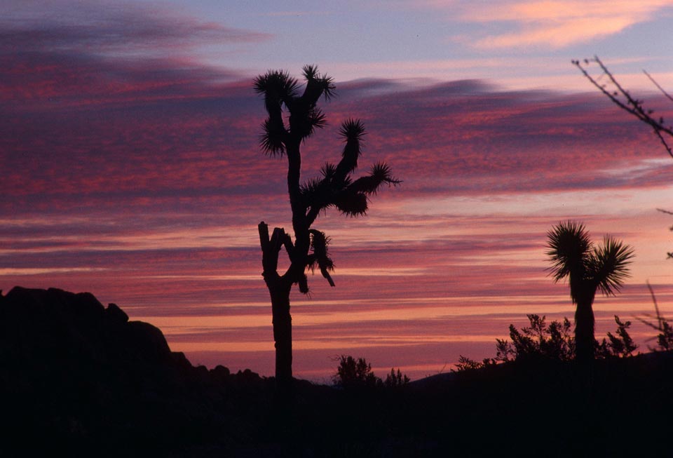 "Cacti Set" by Robert Manno Photography