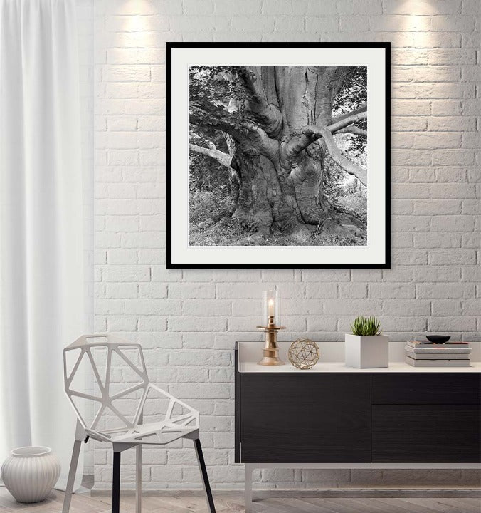 "Beech, Lyndhurst" by Tom Artin Photography-Artography Limited