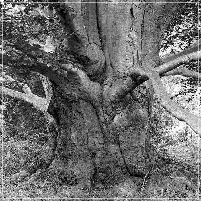"Beech, Lyndhurst" by Tom Artin Photography-Artography Limited