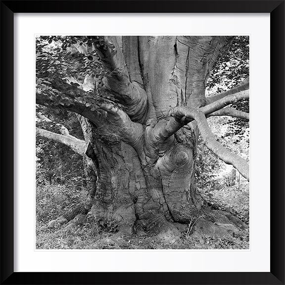 "Beech, Lyndhurst" by Tom Artin Photography