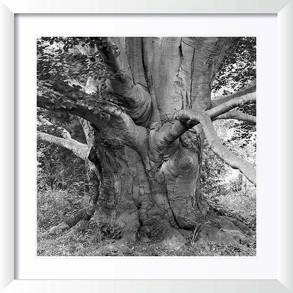 "Beech, Lyndhurst" by Tom Artin Photography