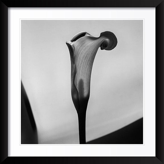 "Cala" by Tom Artin Photography