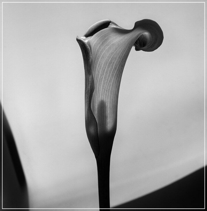 "Cala" by Tom Artin Photography-Artography Limited