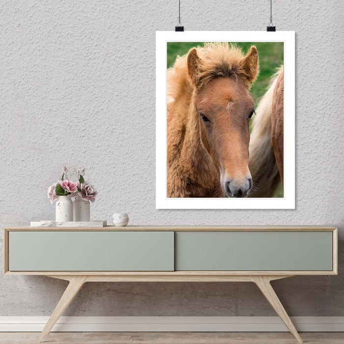 "Icelandic Colt" by Tom Artin Photography-Artography Limited