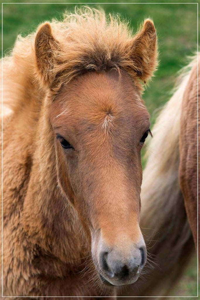 "Icelandic Colt" by Tom Artin Photography-Artography Limited