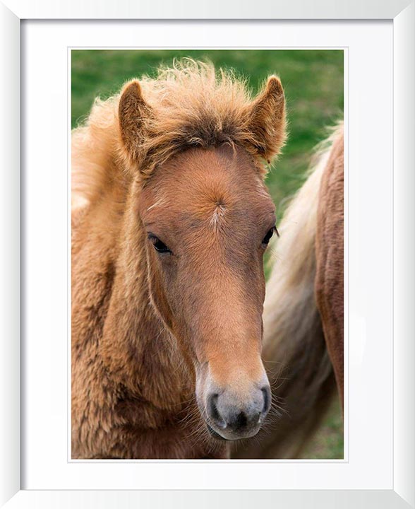 "Icelandic Colt" by Tom Artin Photography