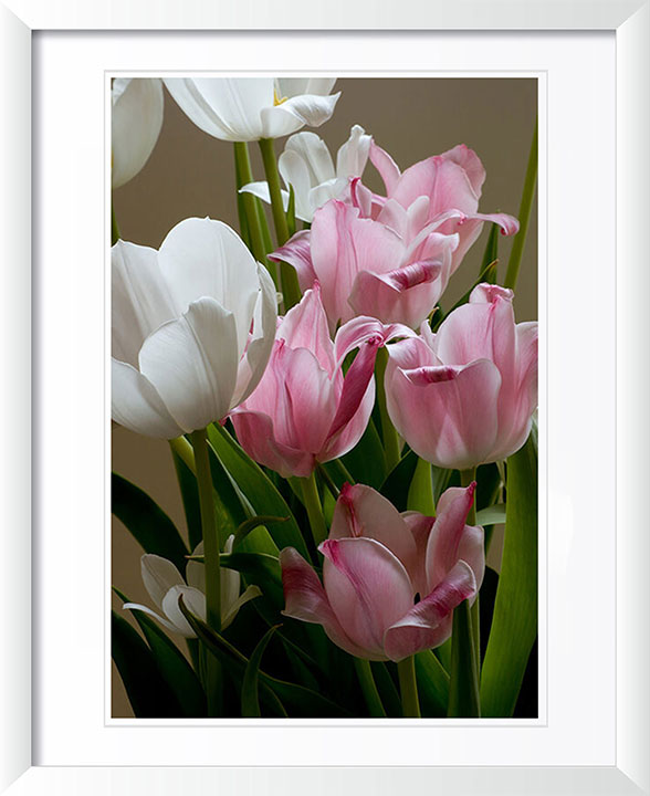 "Easter Tulips" by Tom Artin Photography