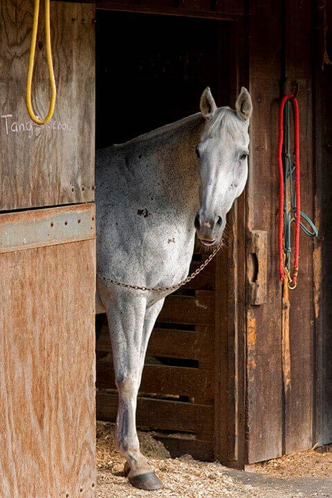 "Grey Horse A" by Tom Artin Photography
