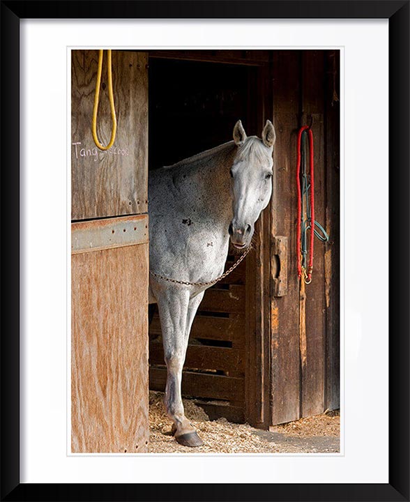 "Grey Horse A" by Tom Artin Photography