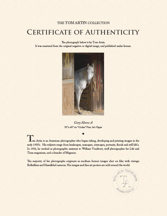 "Grey Horse A" by Tom Artin Photography-Artography Limited