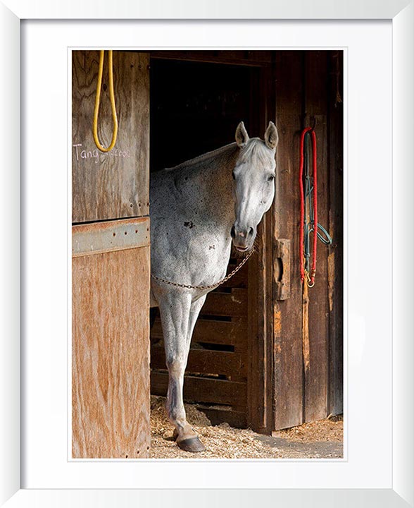 "Grey Horse A" by Tom Artin Photography