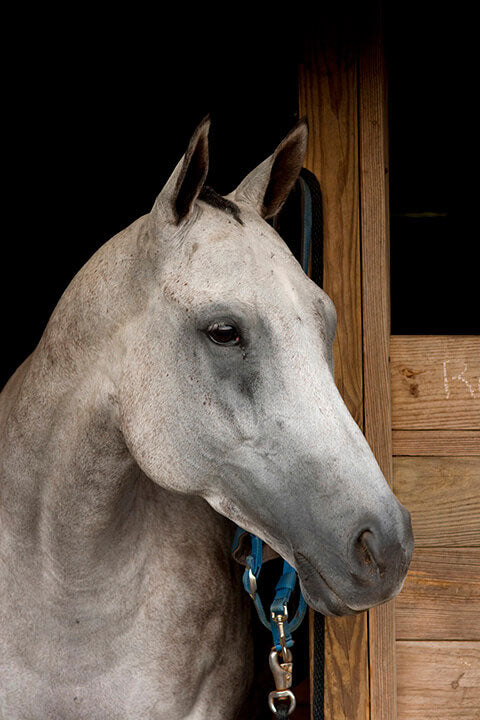 "Grey Horse B" by Tom Artin Photography