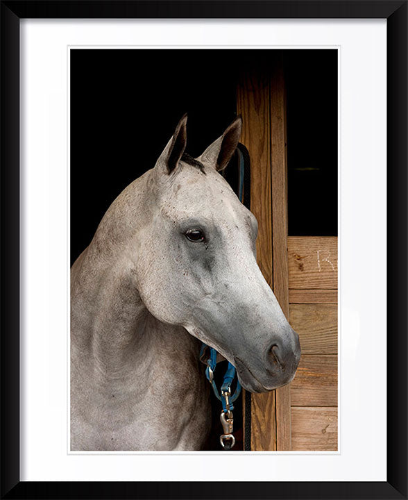 "Grey Horse B" by Tom Artin Photography