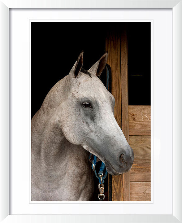"Grey Horse B" by Tom Artin Photography