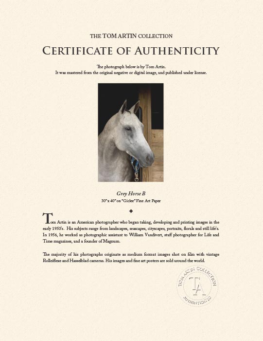 "Grey Horse B" by Tom Artin Photography-Artography Limited