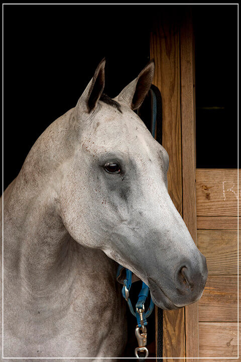 "Grey Horse B" by Tom Artin Photography-Artography Limited