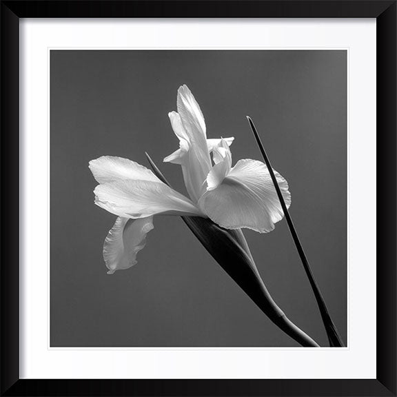 "Iris" by Tom Artin Photography