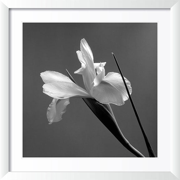 "Iris" by Tom Artin Photography