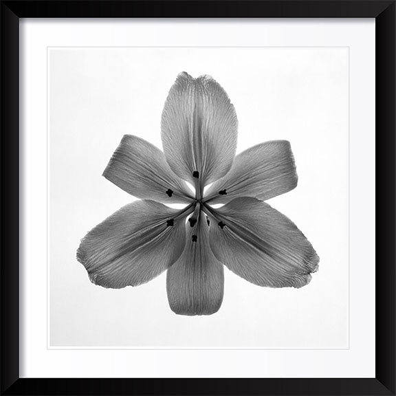 "Lily" by Tom Artin Photography