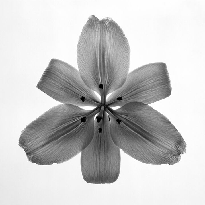 "Lily" by Tom Artin Photography