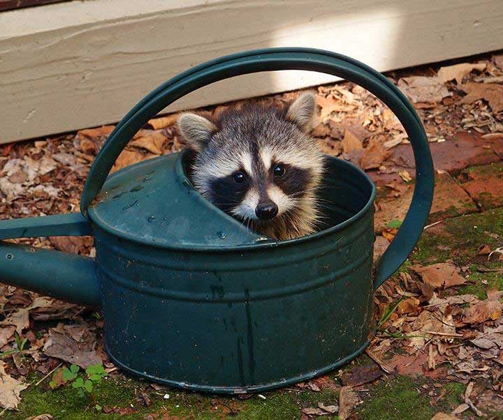 "Raccoon Baby" by Tom Artin Photography