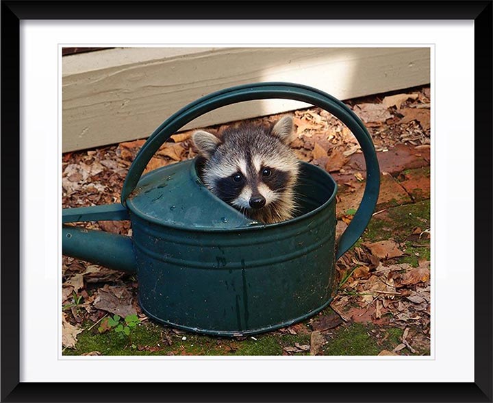 "Raccoon Baby" by Tom Artin Photography