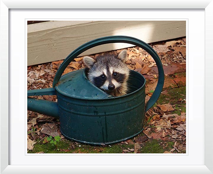 "Raccoon Baby" by Tom Artin Photography