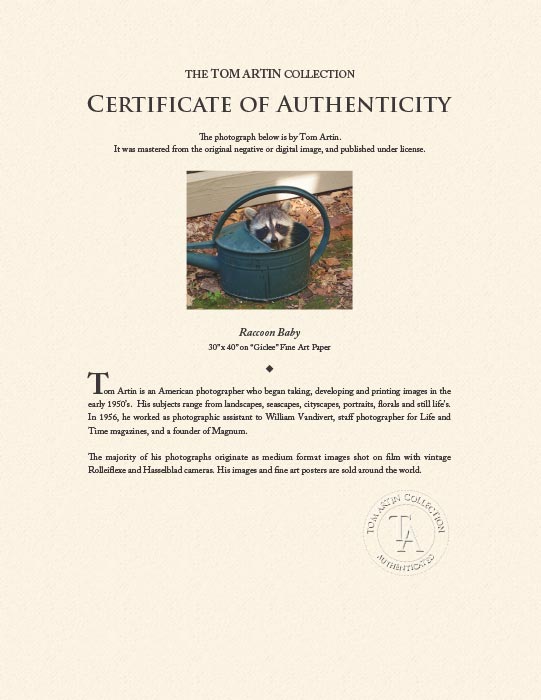 "Raccoon Baby" by Tom Artin Photography-Artography Limited