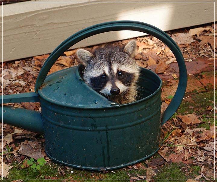 "Raccoon Baby" by Tom Artin Photography-Artography Limited