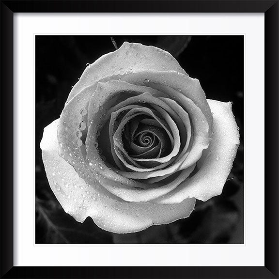 "Rose" by Tom Artin Photography