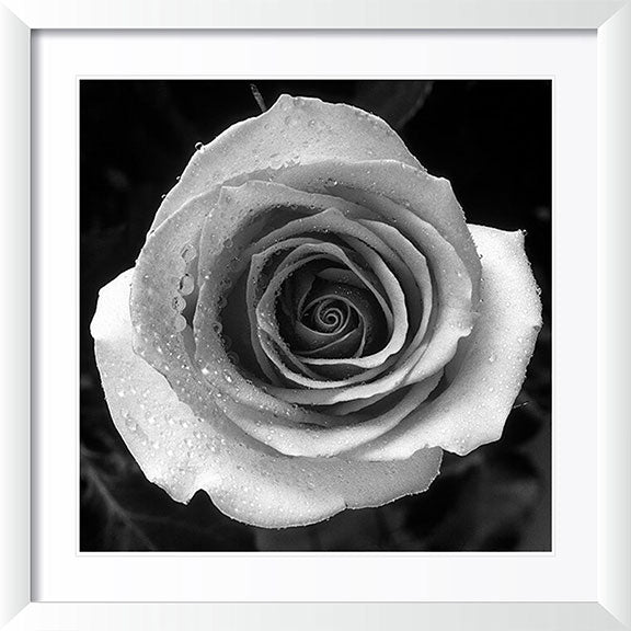 "Rose" by Tom Artin Photography