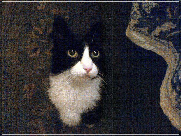 "Favorite Cat" by Tom Artin Photography-Artography Limited