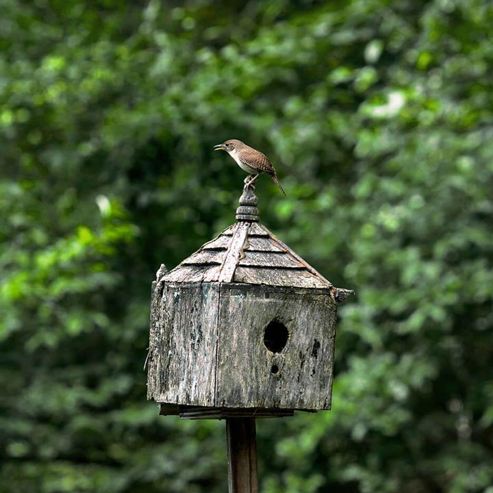 "Wren On House" by Tom Artin Photography