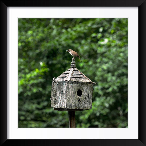 "Wren On House" by Tom Artin Photography