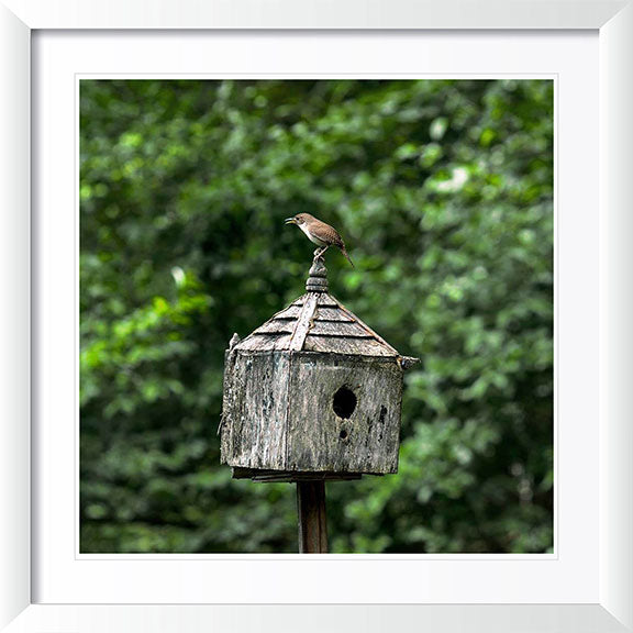 "Wren On House" by Tom Artin Photography