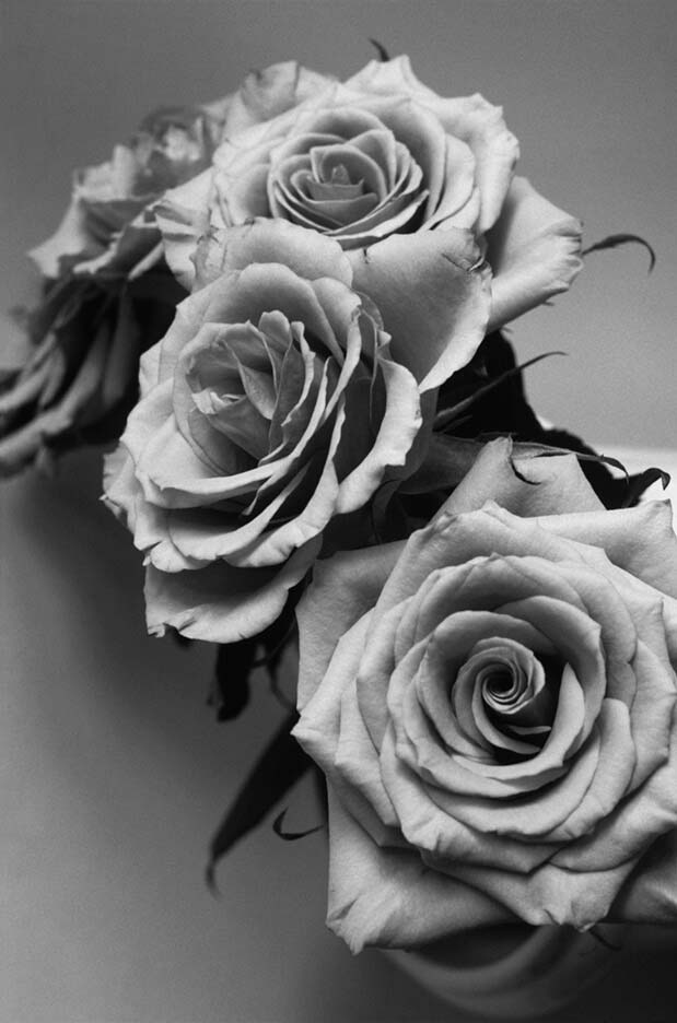 "Roses" by Tom Artin Photography