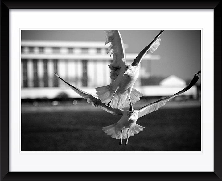 Kennedyan Birds, Washington DC Photography by Viet Chu