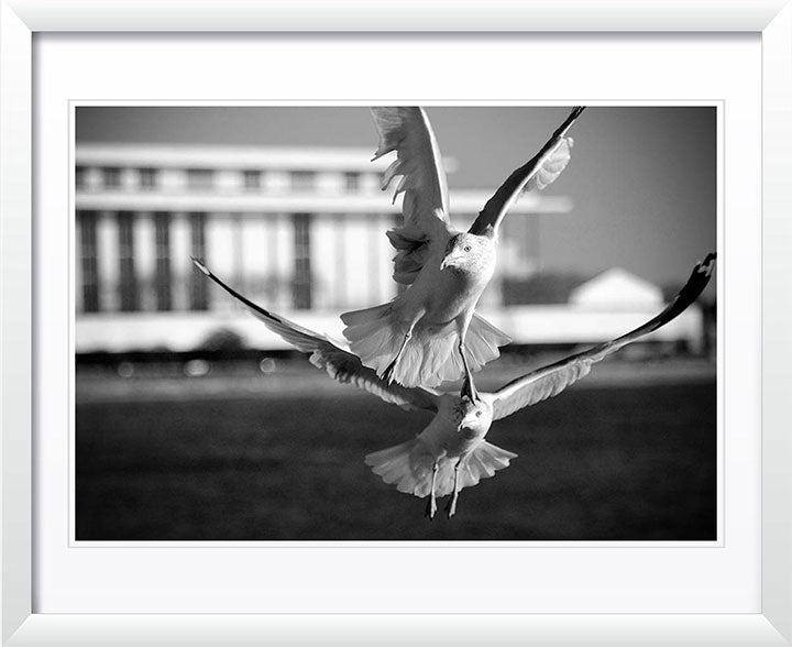 Kennedyan Birds, Washington DC Photography by Viet Chu