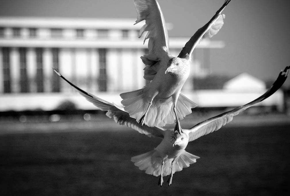 Kennedyan Birds, Washington DC Photography by Viet Chu