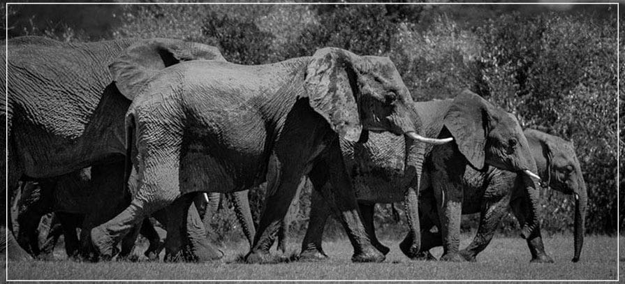 "Traveling Elephants" by Viet Chu Photography-Artography Limited