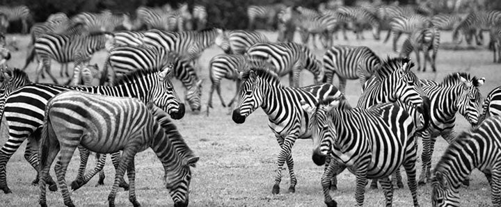 "Zebra Herd" by Viet Chu Photography