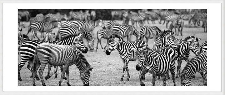 "Traveling Elephants" by Viet Chu Photography