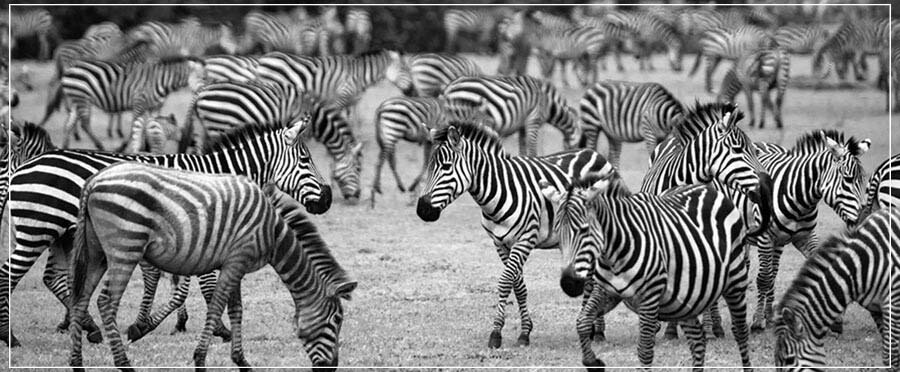 "Zebra Herd" by Viet Chu Photography-Artography Limited