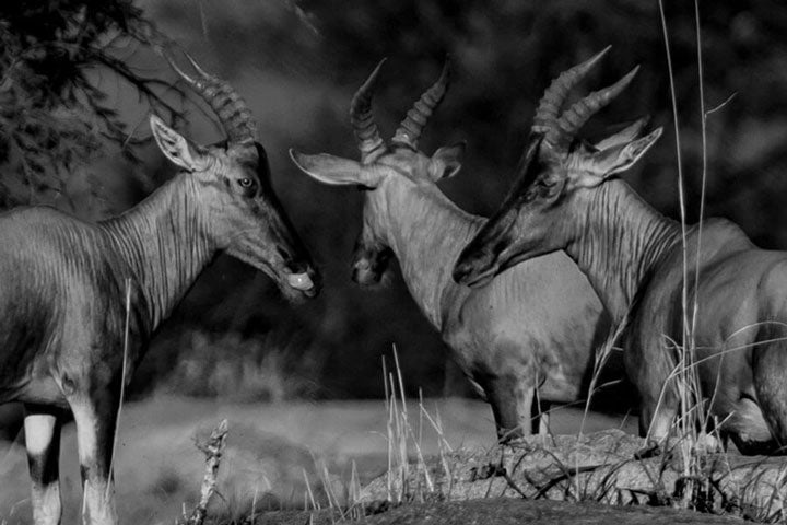 "Antelopes Trio" by Viet Chu Photography