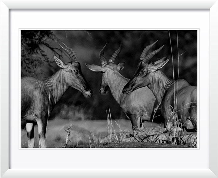 "Antelopes Trio" by Viet Chu Photography