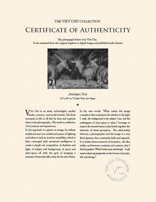 "Antelopes Trio" by Viet Chu Photography-Artography Limited