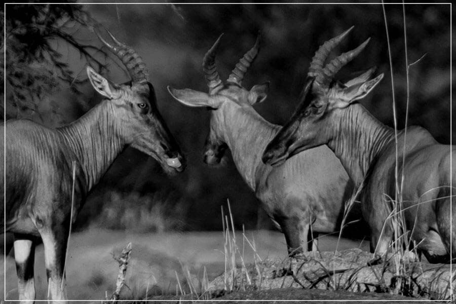 "Antelopes Trio" by Viet Chu Photography-Artography Limited