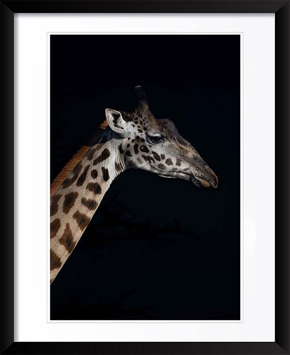 "Giraffe Profile" by Viet Chu Photography