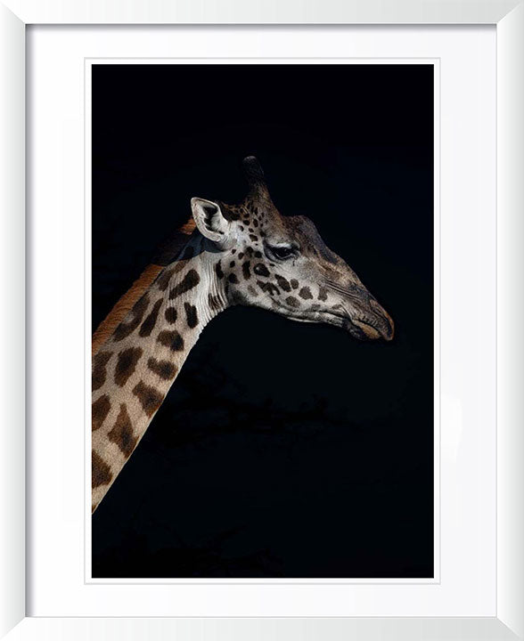 "Giraffe Profile" by Viet Chu Photography